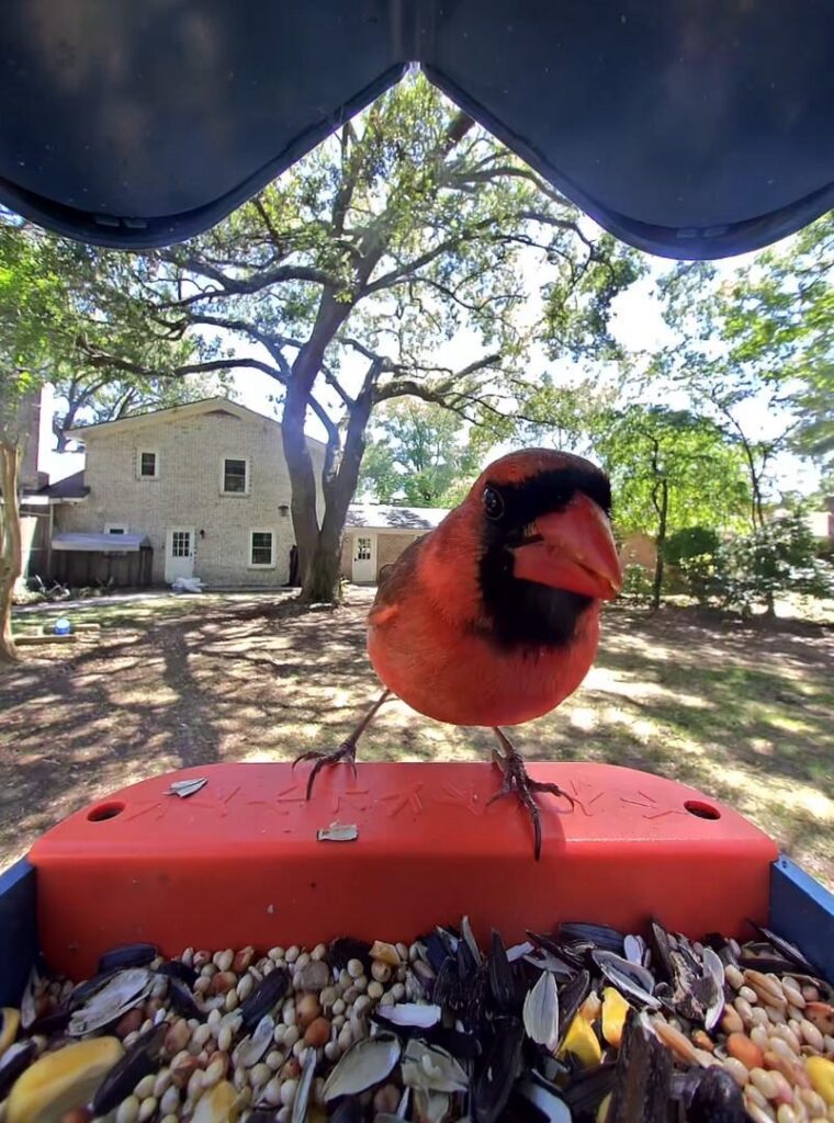 ​The solar-powered Birdbuddy Pro is on sale for $168, the lowest price yet 